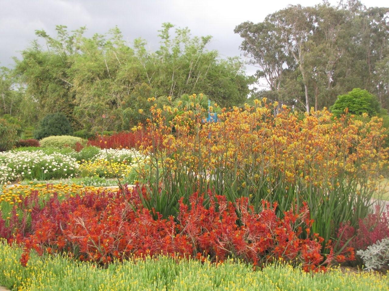 Gondwana Nursery FANTASTIC NATIVE FLOWER SHOW at the Gold Coast