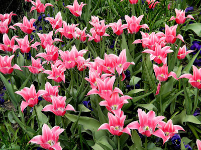 Spring Flowers Central Park Clip Art