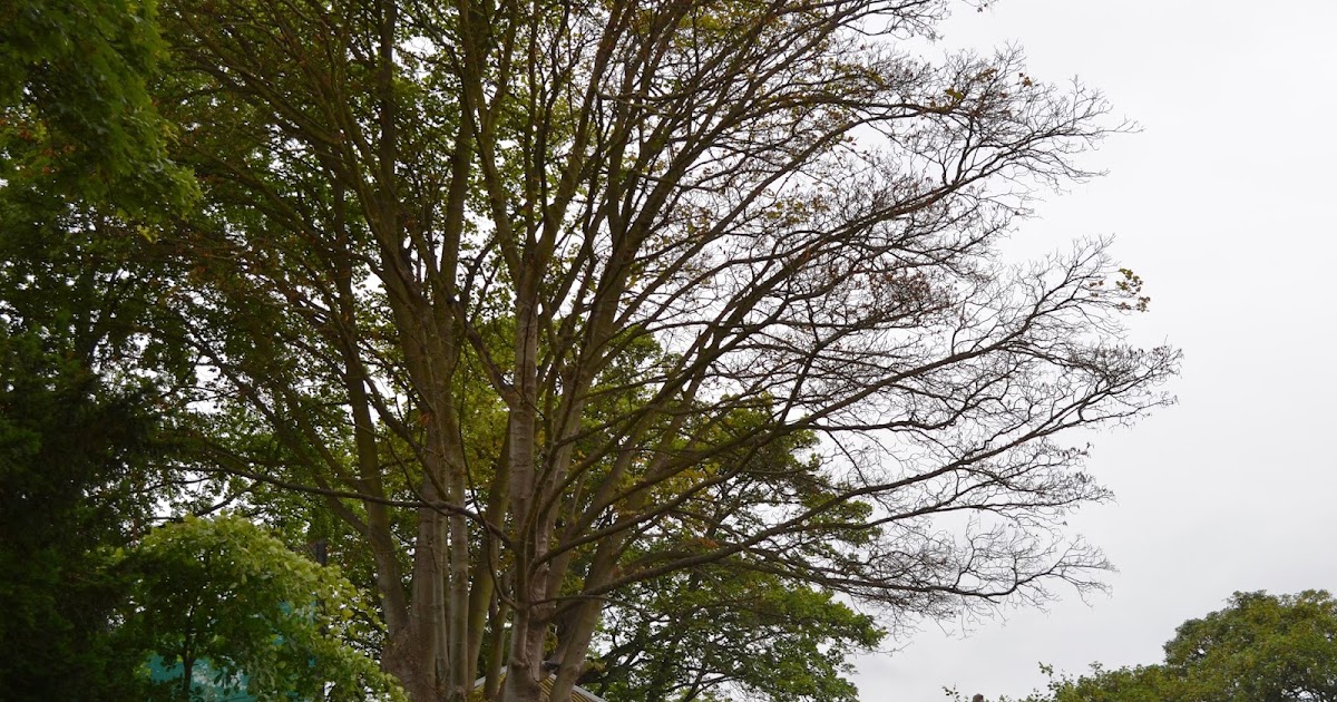 Dying Sycamore Tree Herbicide Poisoning Water Tower Wood