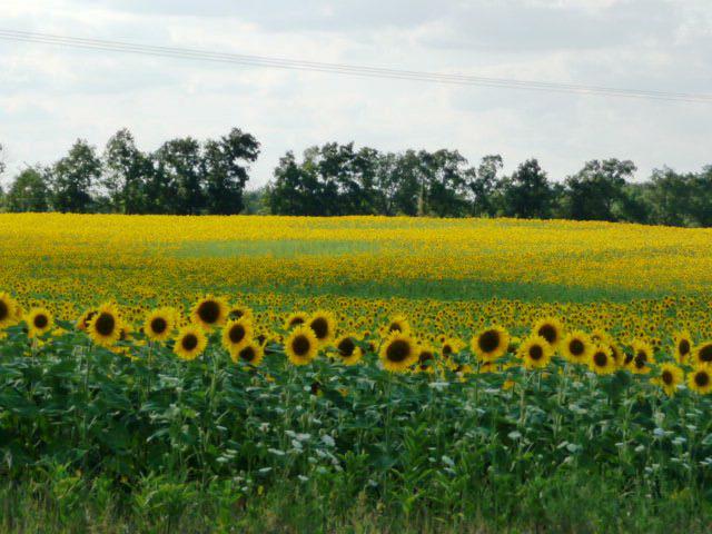 girassol anao de jardim:Sunflower Garden girassol anao de jardim:Sunflower Garden