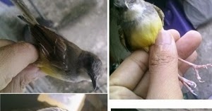 Cara Membedakan Ciblek Jantan Dan Betina Terlengkap Kicaukan