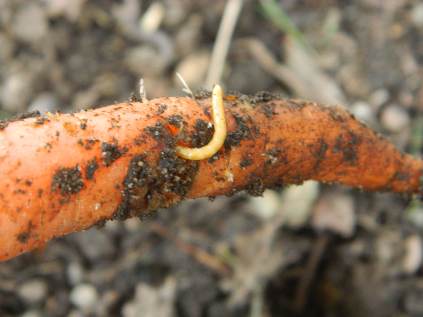 Carrots Kill Worms at Sherrie Berger blog