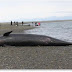 Mueren 20 orcas negras varadas en una playa del sur de Chile