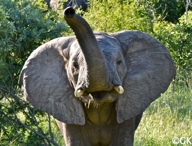 Lachender Elefant