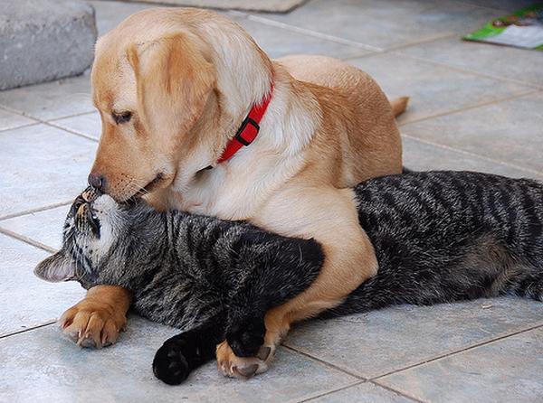 cool Animals Pictures: cats And Dogs Love Friendship Of cat And Dogs