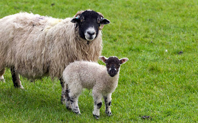 http://4.bp.blogspot.com/-MeuuE2_O_4c/TZiUAgpwaTI/AAAAAAAAEfQ/ymeRBieyXAQ/s1600/sheep.jpg