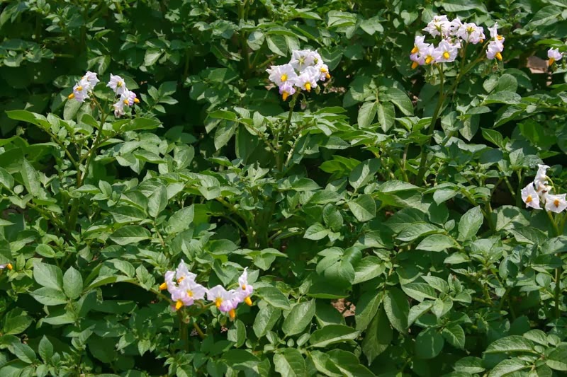 flores de la patata como cultivar patatas