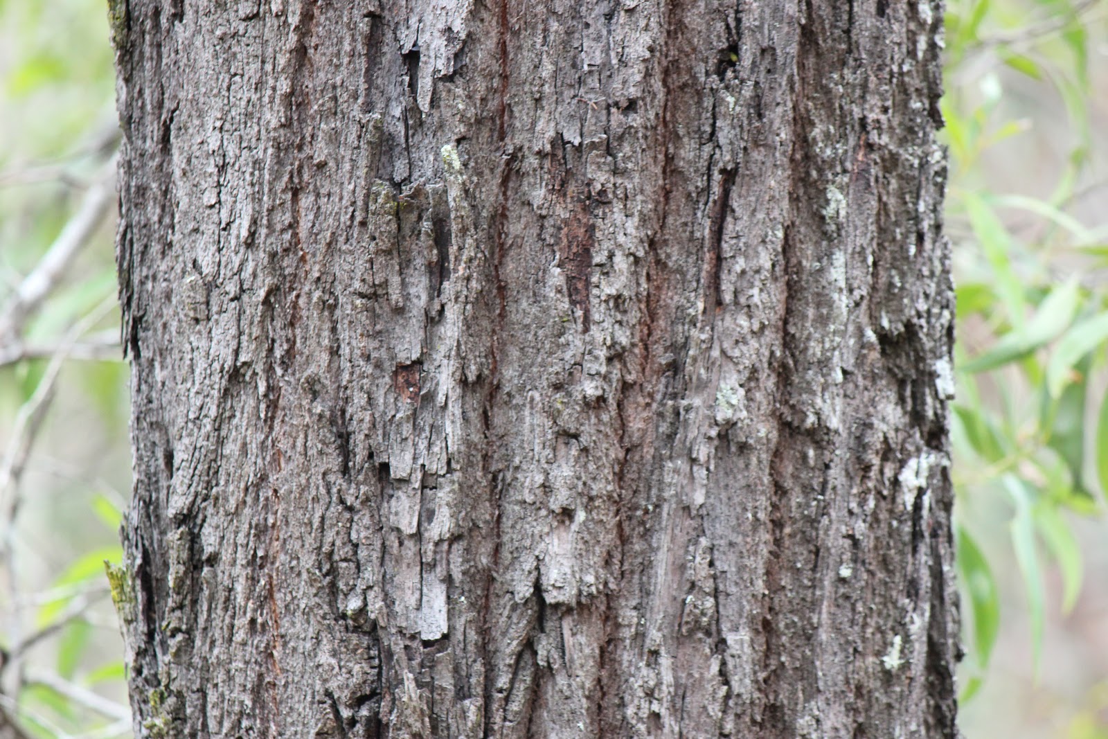 Brisbane Backyard Naturalist: Want to know Gum Trees? Part 2