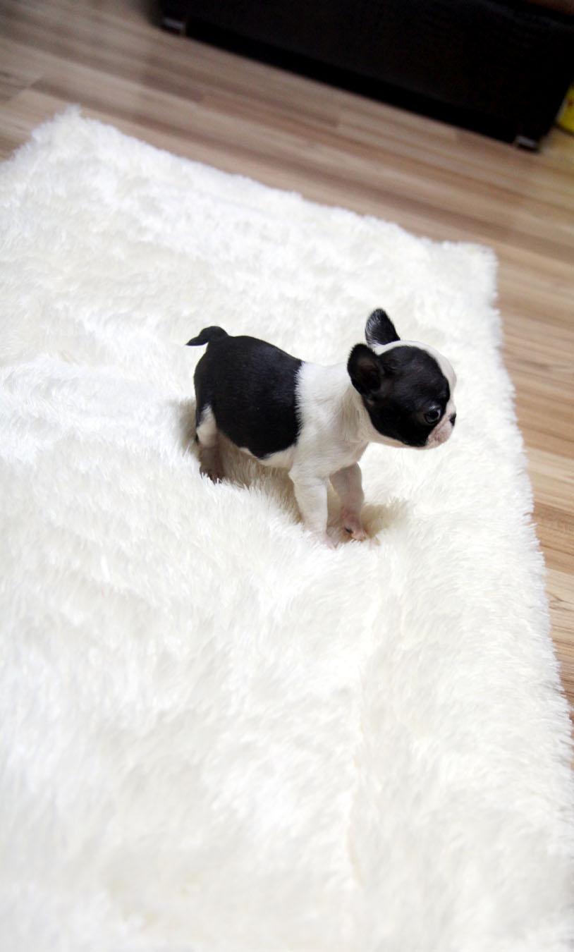TEACUP PUPPY ★Teacup puppy for sale★ French bulldog Bianco.