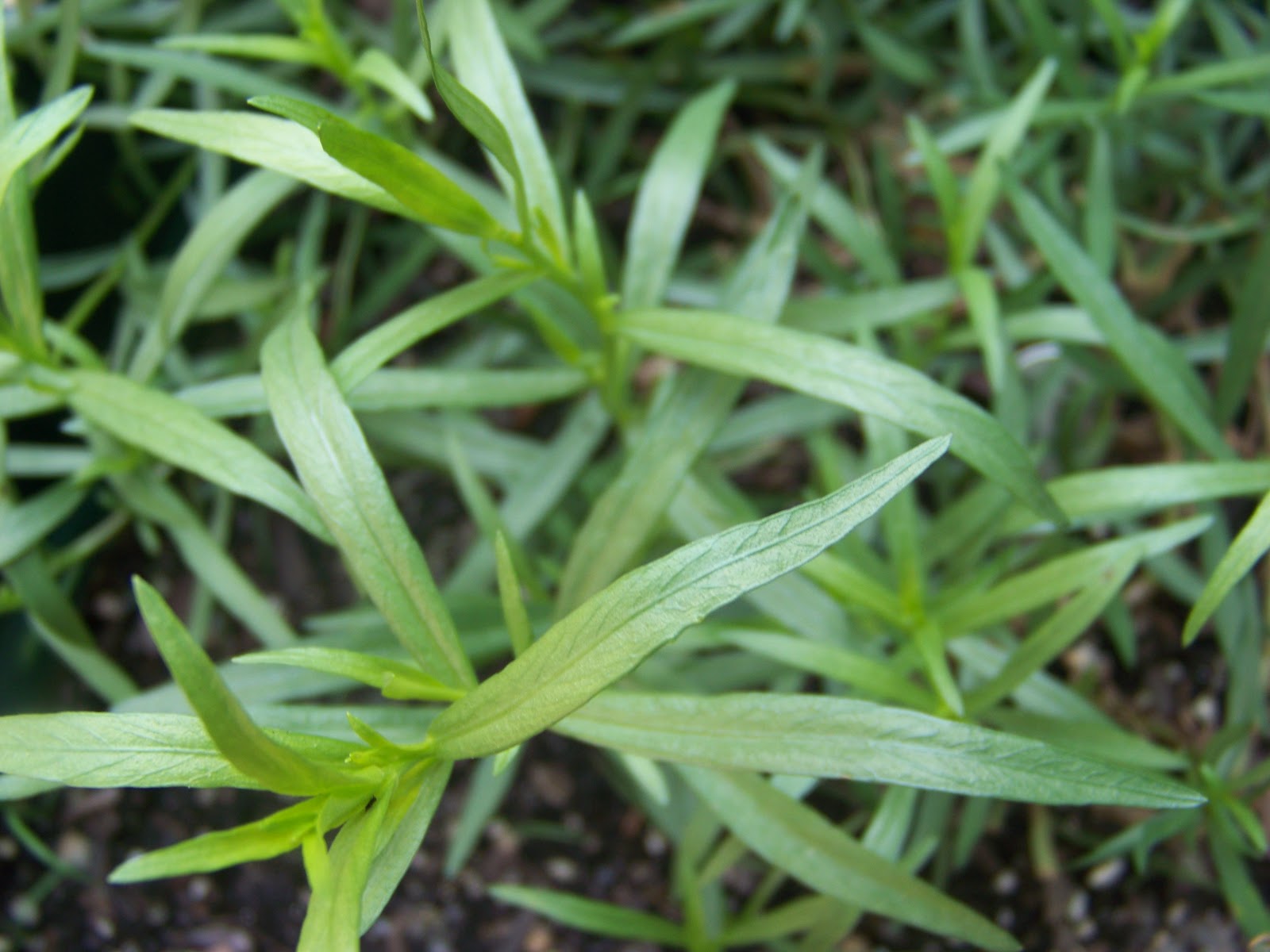 Tora's real food Grilled Pork Chops with Tarragon Butter SundaySupper