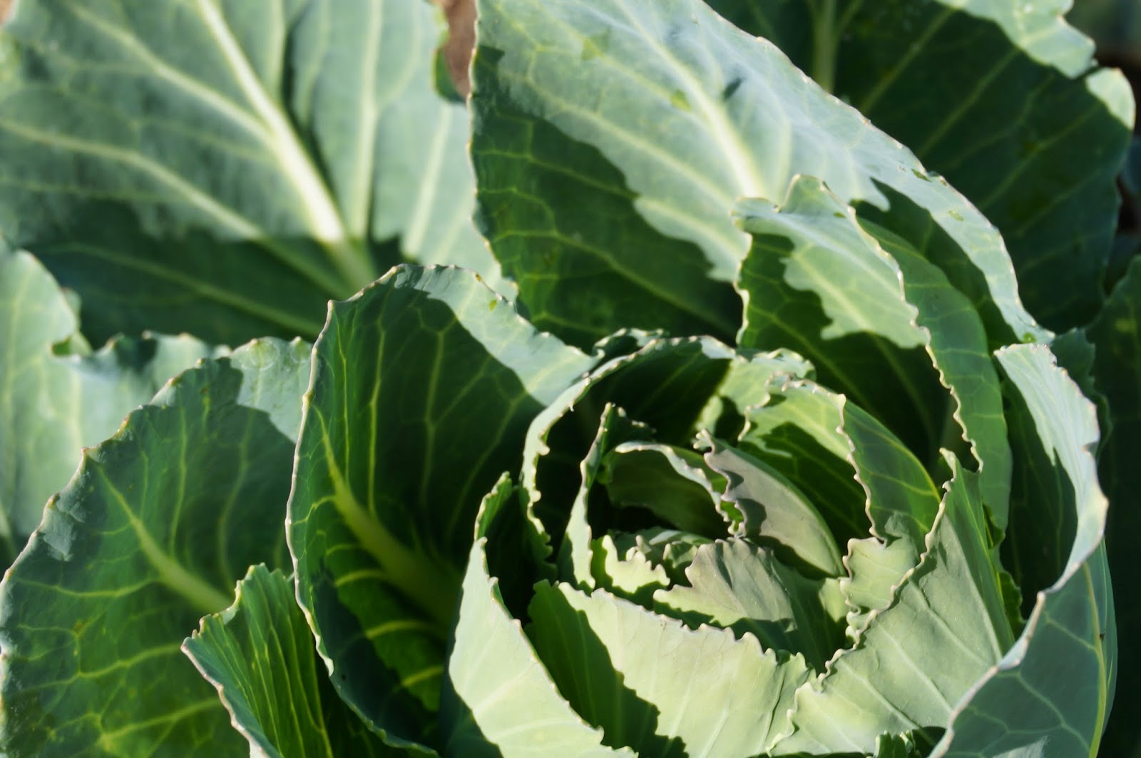 Cauliflower Cauliflower