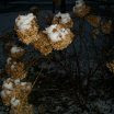 First snow on blossoms - Nov.30, 2011