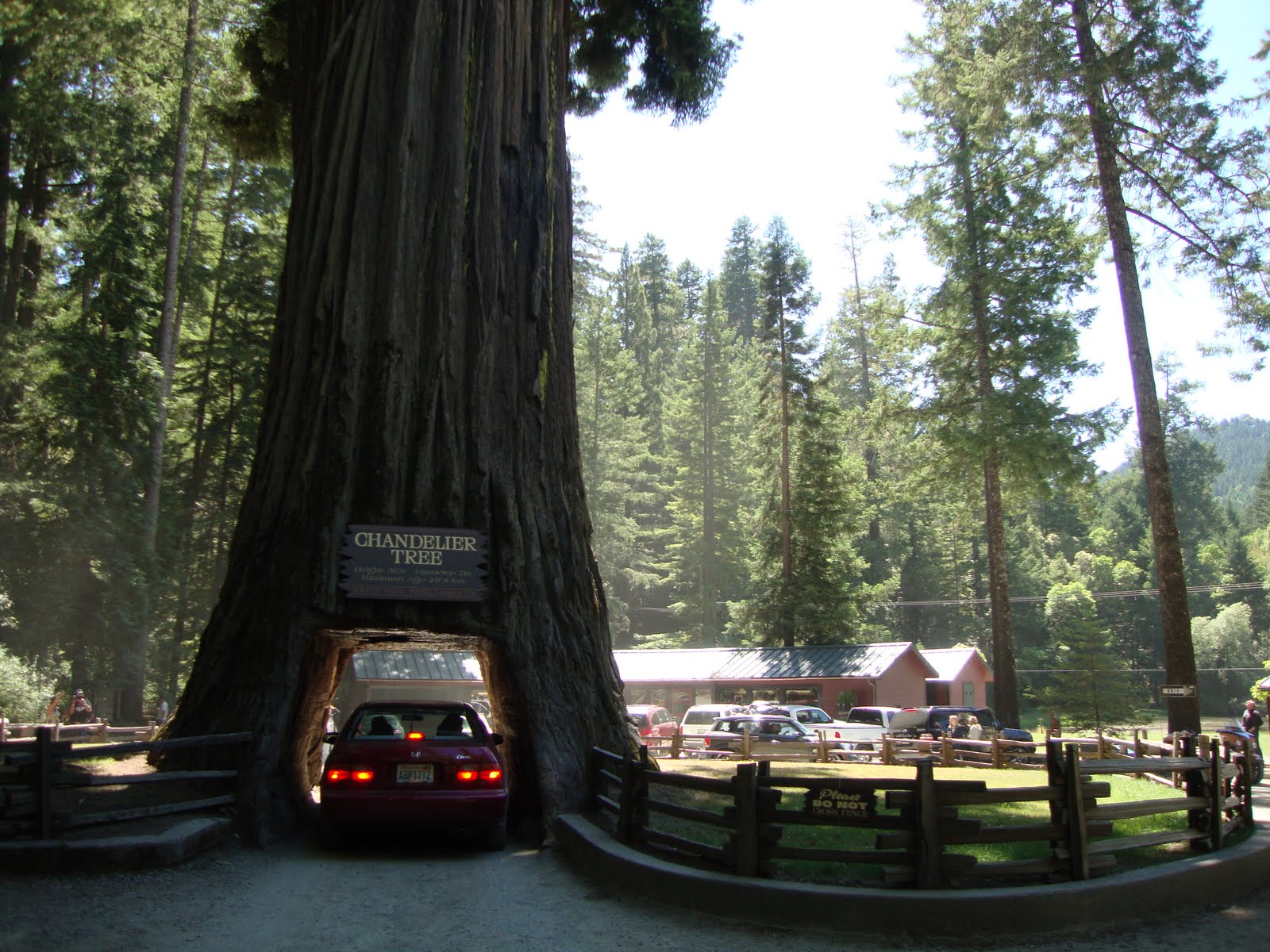 Why not now? Redwood Forest, Crater Lake, and the Oregon Coast