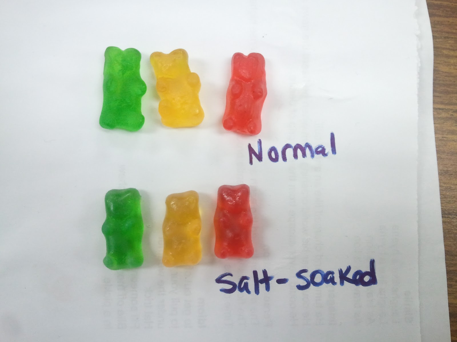 Mme Merriman's Classroom Gummy Bear Osmosis