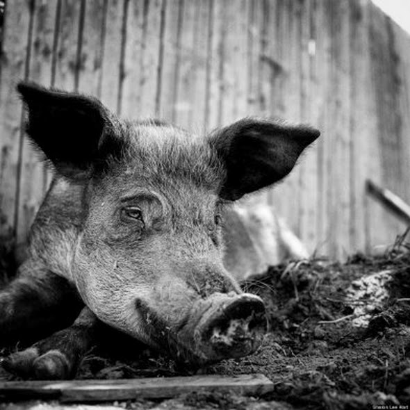 Fotógrafa norte-americana retrata animais que escaparam de matadouros