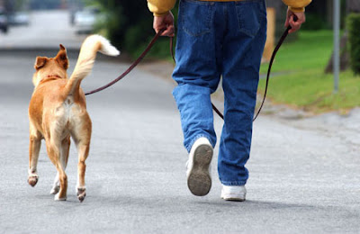 passeando cão passeando cão