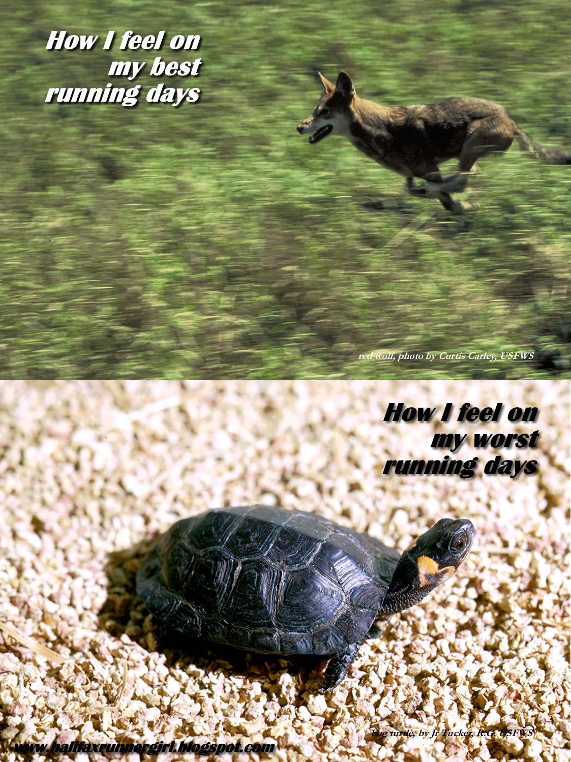 Halifax Runner Girl...via Calgary There are good running days, and