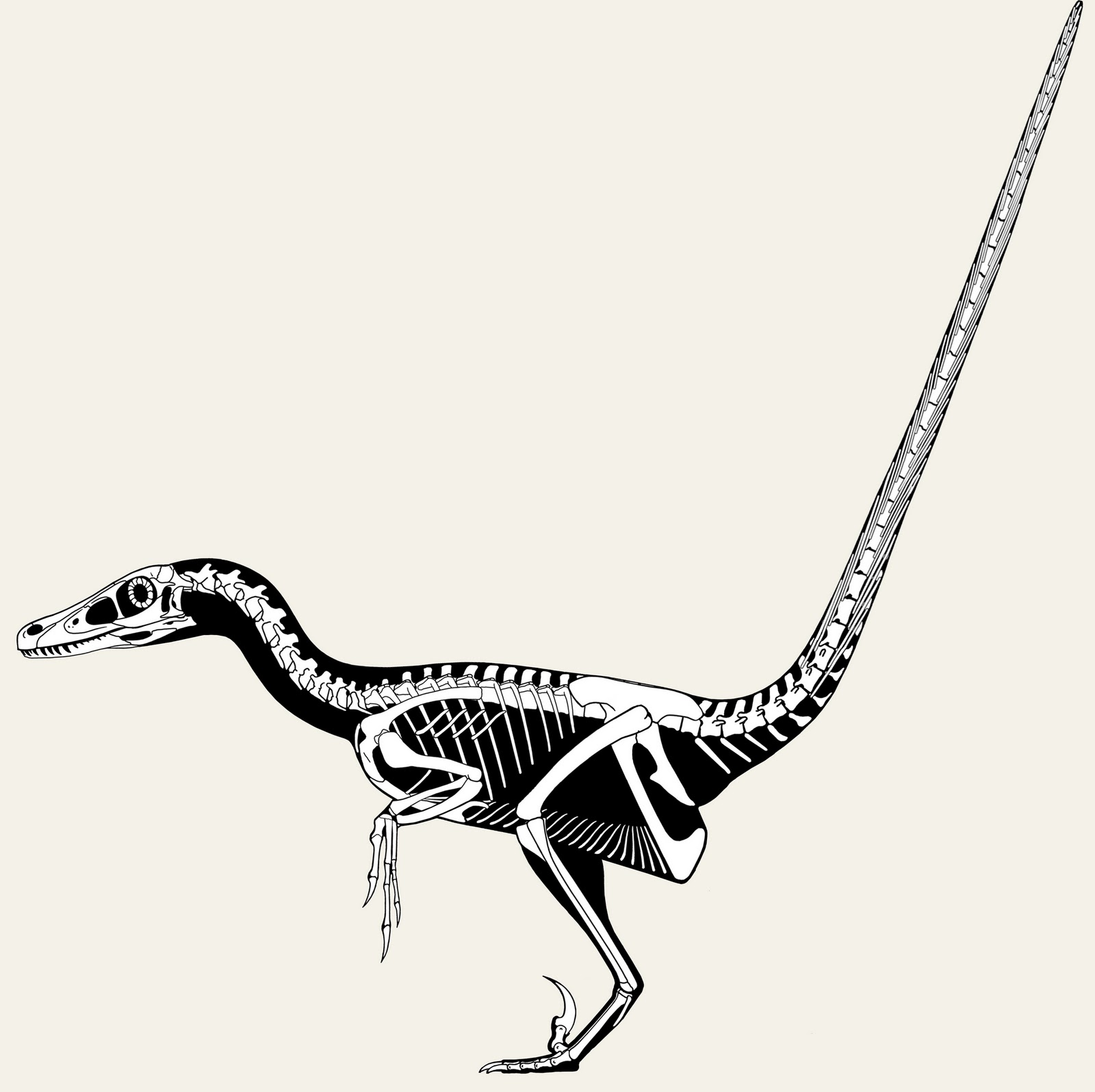 Dromaeosaur Skeleton