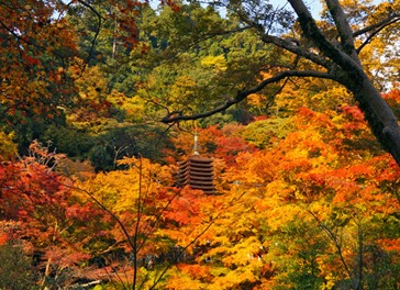 13 story towers have been buried in colored leaves.　