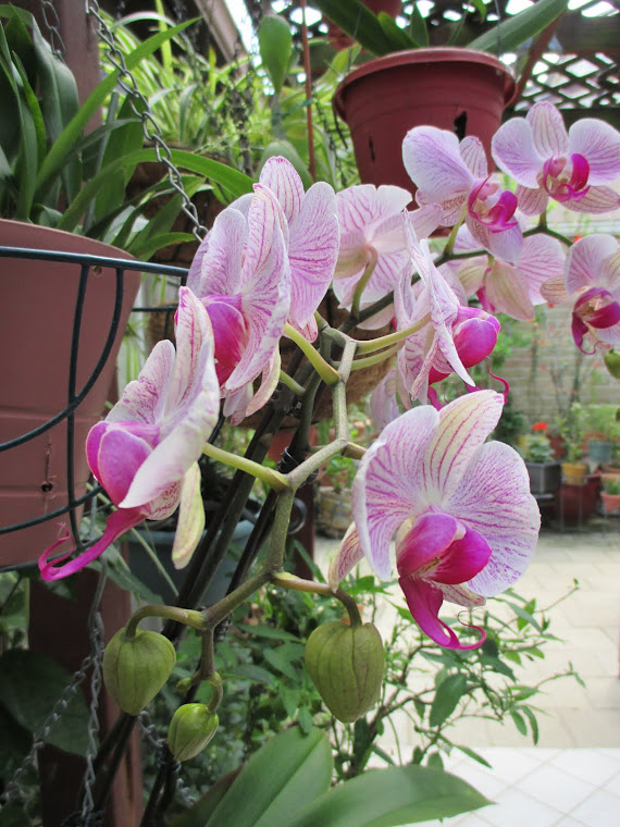 Xem trước