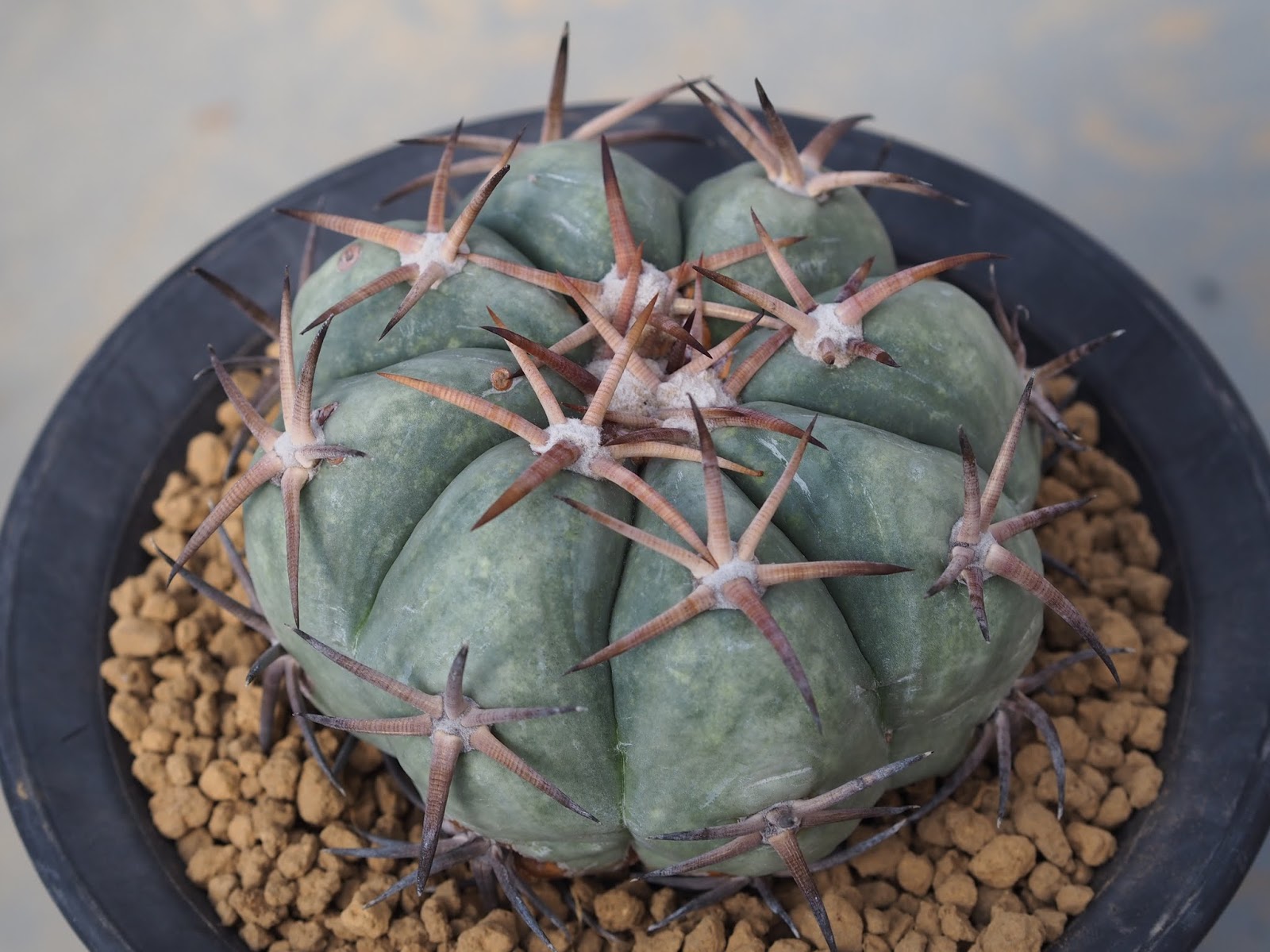 花王丸 – ROUKA – Succulents Note