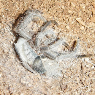 Brazilian Fire Red Tarantula Molting