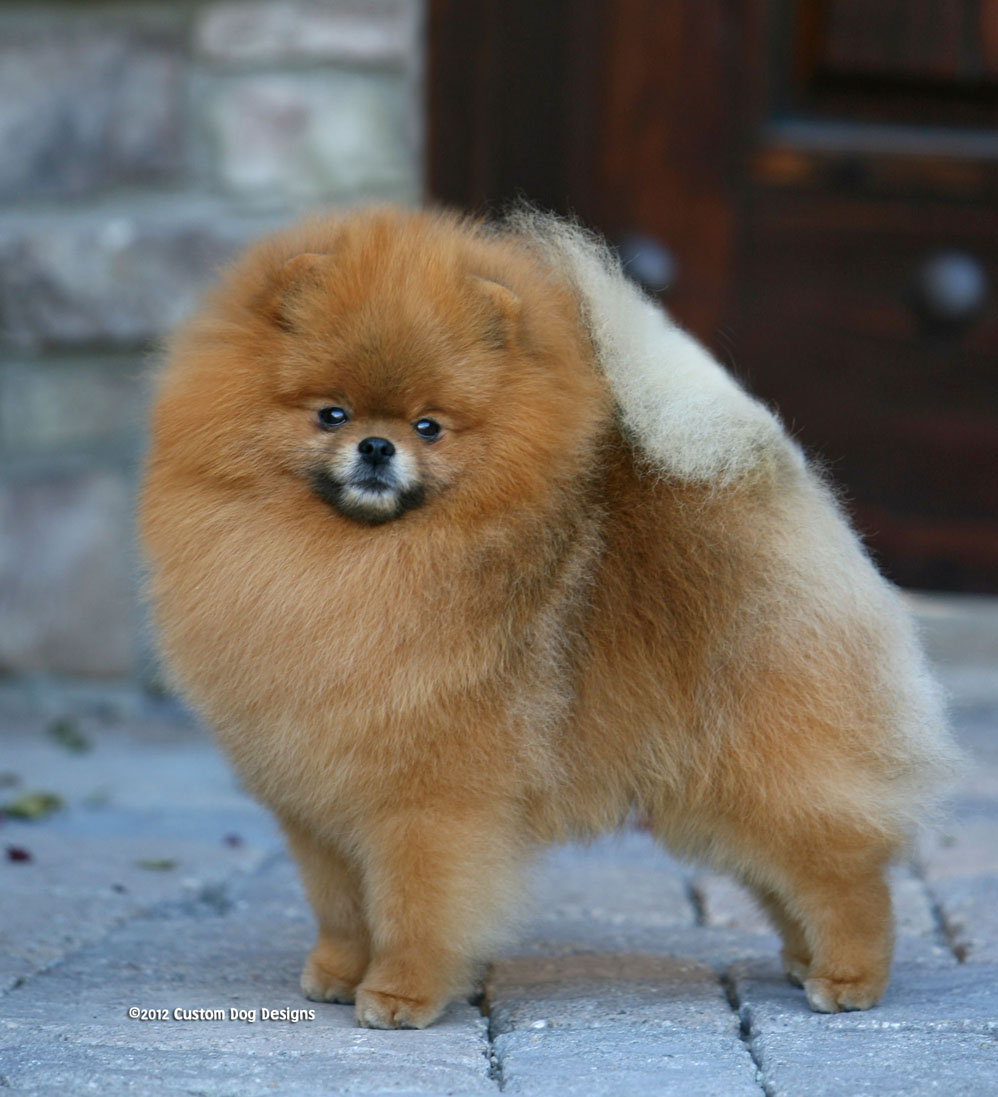 samoyed pomeranian mix show 2012 01 15 samoyed pomeranian mix show 2012 01 15