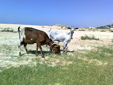 CABRAS PLAYERAS