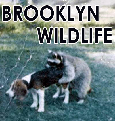 1009 PM alesandra nicole brooklyn wildlife raccoon 