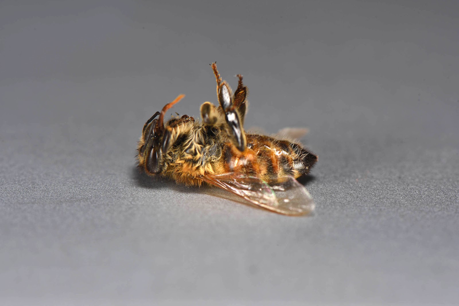 The good life Honey bee decline