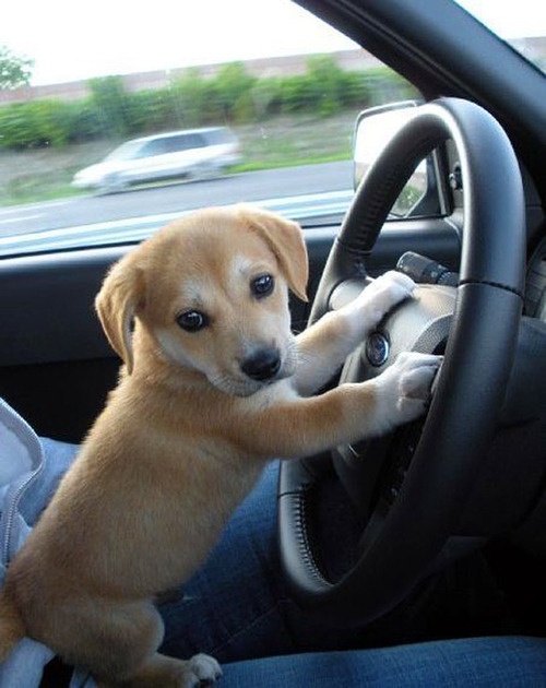 Cute Puppy Driving a Car Annie Many