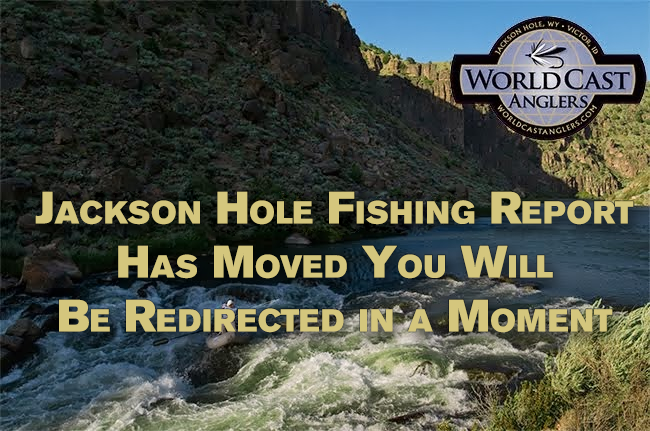 Jackson Hole Fly Fishing Blog