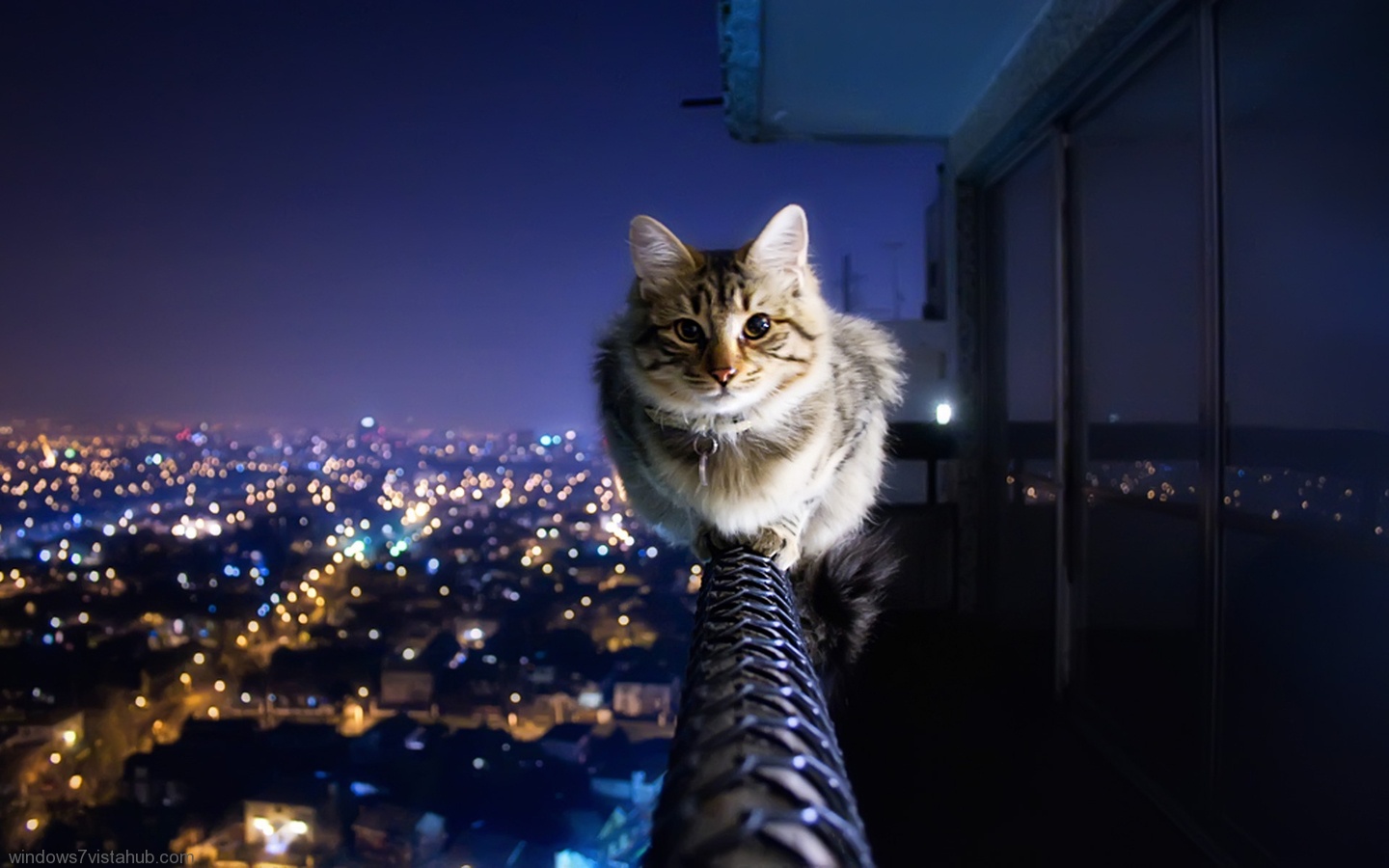 http://4.bp.blogspot.com/-MiK5eFX4VoM/UB9kmlyfikI/AAAAAAAACTY/HHo8wStKGqk/s1600/11384_Cat__6.jpeg