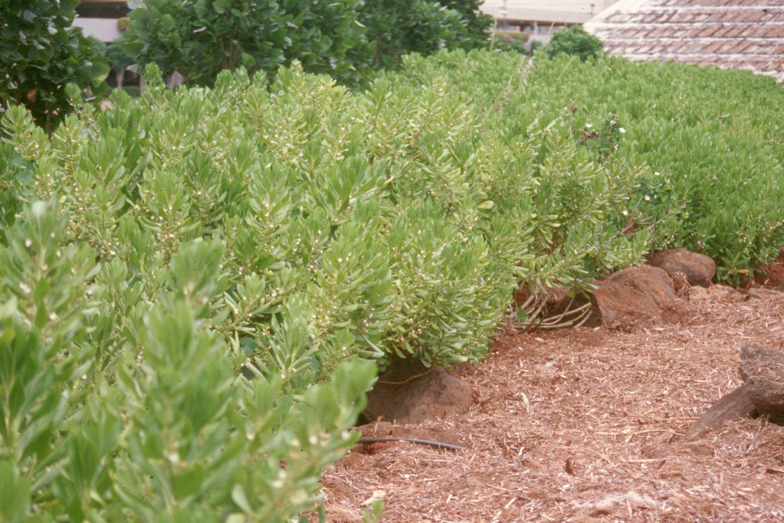 Hawaii Horticulture Hawaiian Plants as Hedges