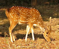 Axis Deer at Pench National Park Nagpur Maharashtra