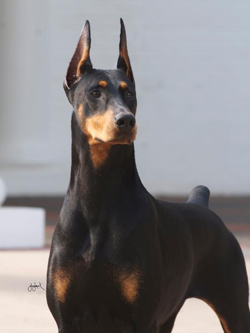 champagne doberman