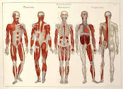 There are some great anatomy websites available for kids. Interactive Body
