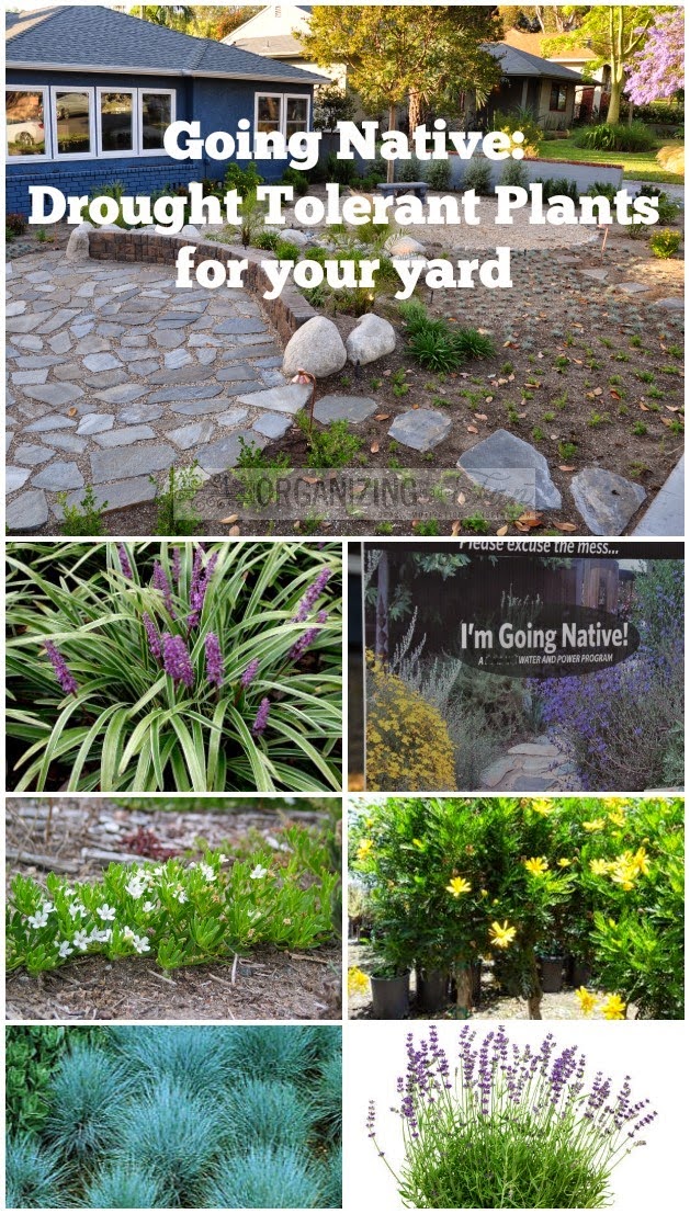 Condo Blues 21 Drought Tolerant Plants for Your Yard