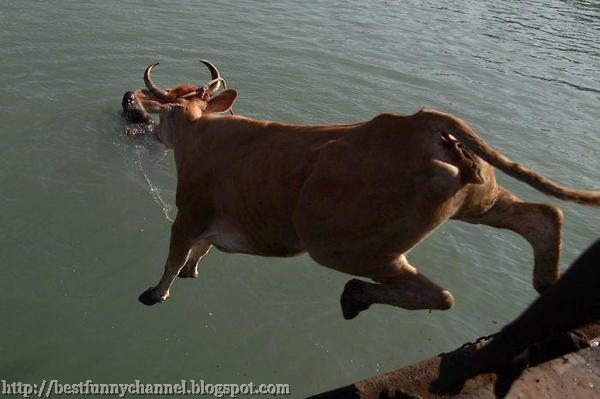 super cow