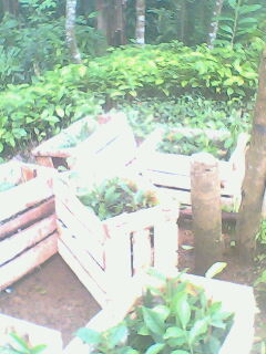 Bibit Teh