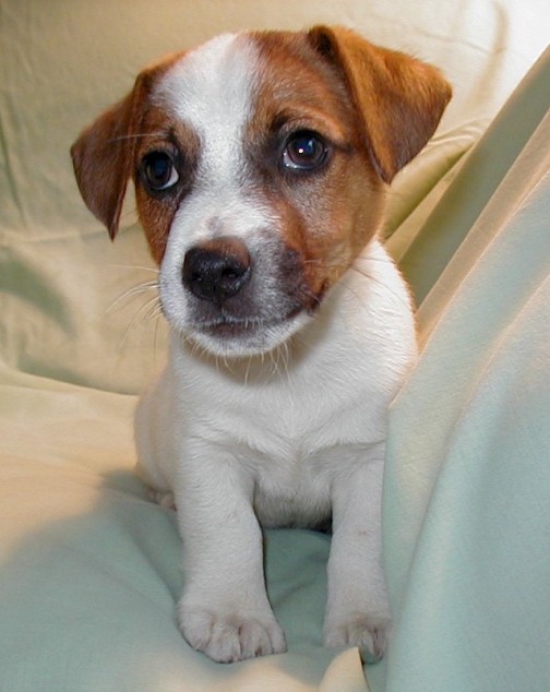 fox terrier puppy gallery puppies pictures smooth fox terrier puppies pictures fox terrier puppy gallery puppies pictures smooth fox terrier puppies pictures