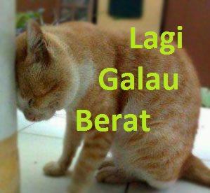 Ciri - ciri kucing yang sehat | Kucing gue