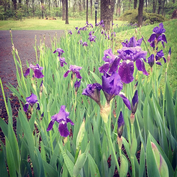 CRAFT & CONSUMPTION April & May Blooming Spring Flowers (zone 6)