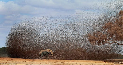 صور لسرب ضخم من الطيور يهاجم قطيع من الأفيال في كينيا
