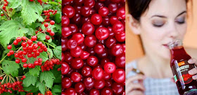 Cranberry Farming Business