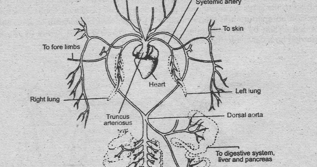 Notes Guide Book: Write a note on the arterial system of frog.