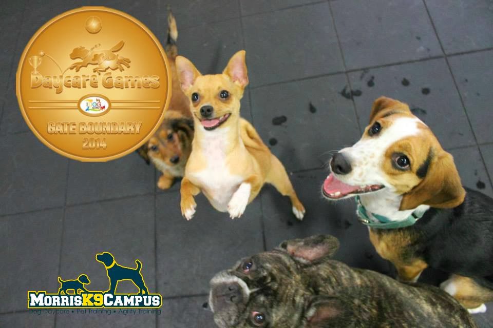 A Dog's Life The Dog Gurus' Daycare Games