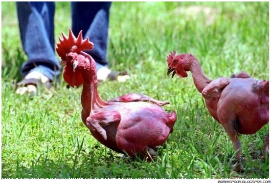 Ayam Pelik Tanpa Bulu - Gaban Comel