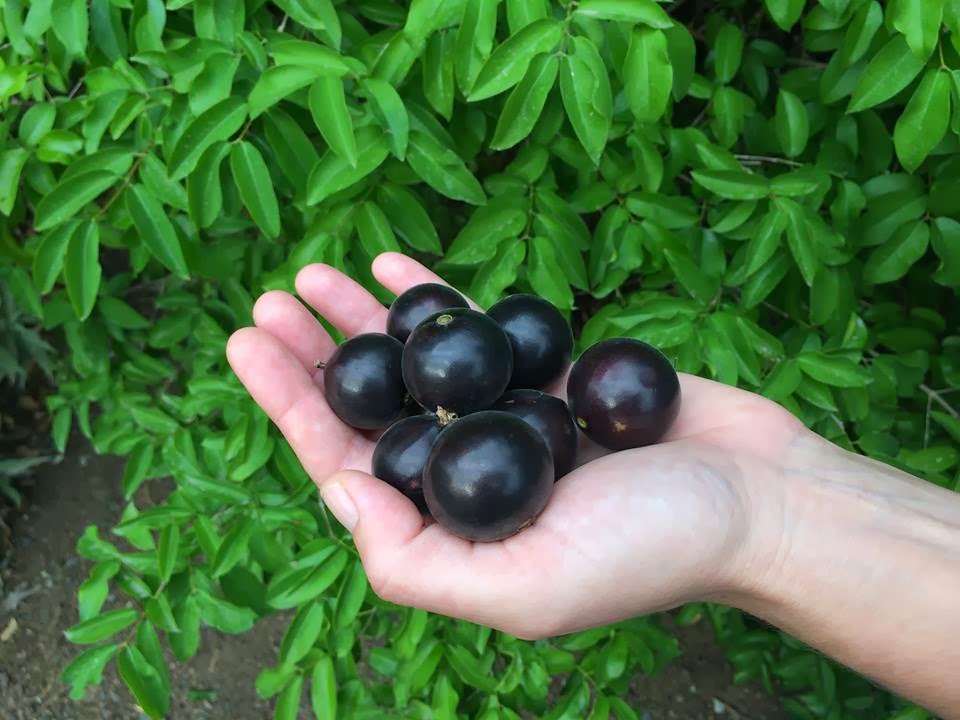 Daleys Fruit Tree Blog Jaboticaba Large Leaf but Massive Fruit
