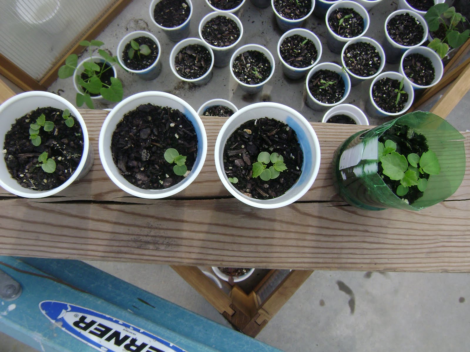 Tom'sGarden Confederate Rose Update